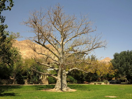 Baobab - En Gedi - botanická zahrada (5)