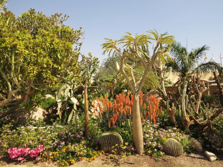 En Gedi - botanická zahrada (2)