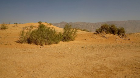 Jotvata - písečné duny