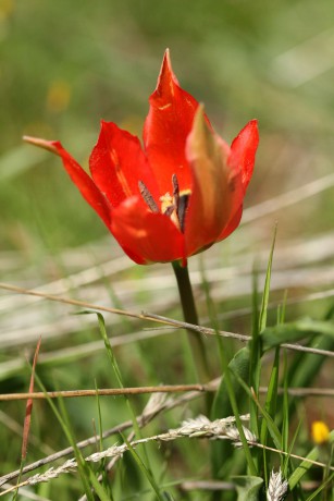 Tulipán Tulipa systola