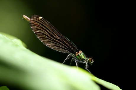 Motýlice obecná - samice (2)