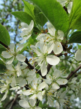 Slivoň Prunus sp.
