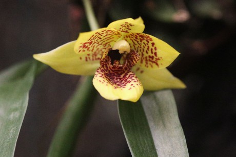 Orchideaceae (1)
