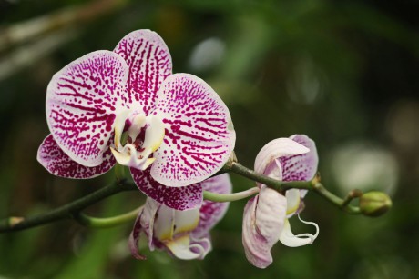 Orchideaceae (2)