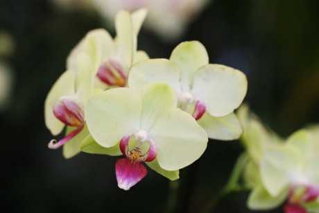 Orchideaceae (4)