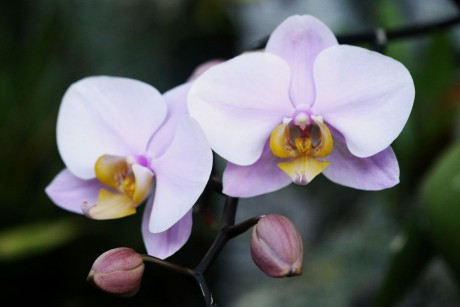 Orchideaceae (6)