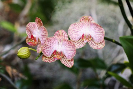 Orchideaceae (7)