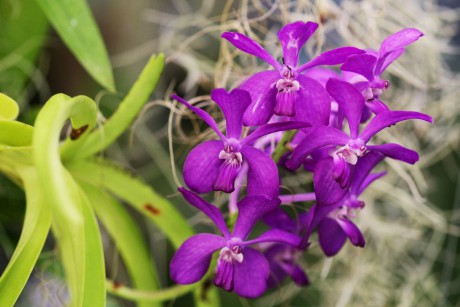 Orchideaceae (16)