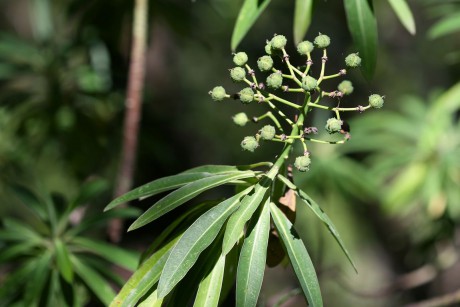 Euphorbia mellifera  (2)