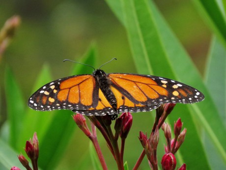 Monarcha Danaus plexippus (2)