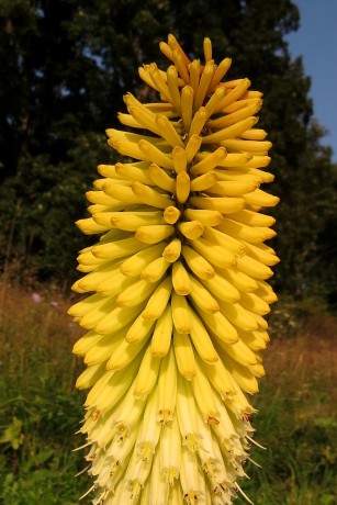 Kniphophia PERRY´S  PRIDE