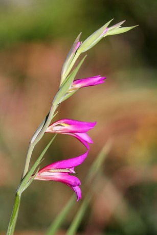 Mečík Gladiolus communis (1)
