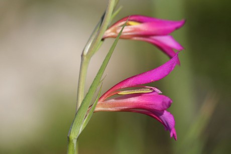 Mečík Gladiolus communis (2)