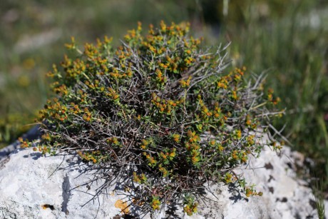 Pryšec Euphorbia spinosa (1)