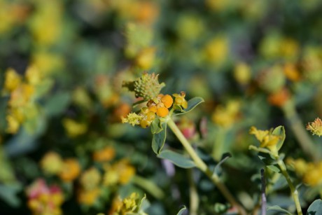 Pryšec Euphorbia spinosa (2)