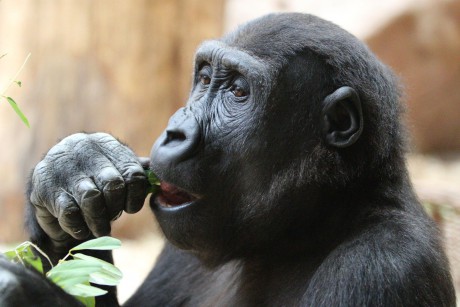 Gorila nížinná (1)