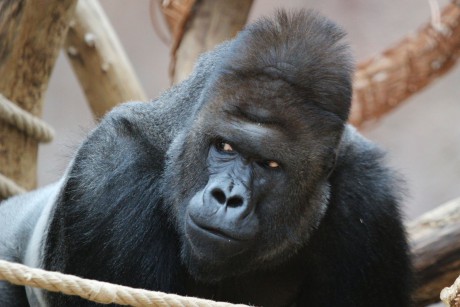 Gorila nížinná (3)