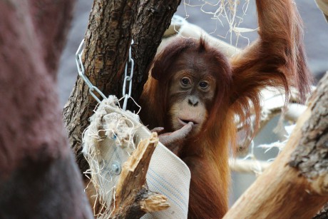 Orangutan sumaterský (1)