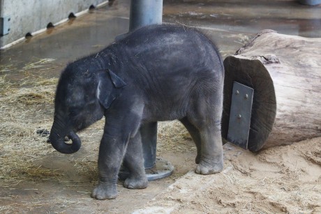 Slon indický (2)