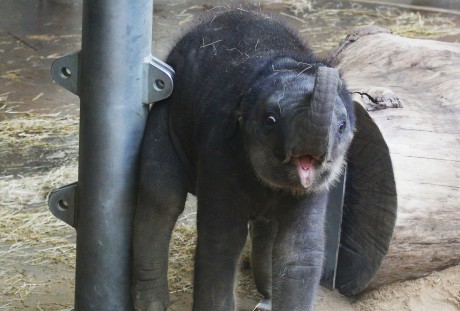Slon indický (3)