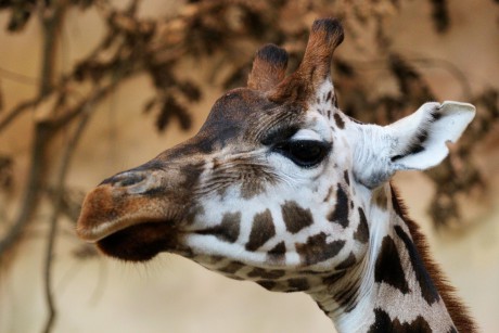 Žirafa severní núbijská