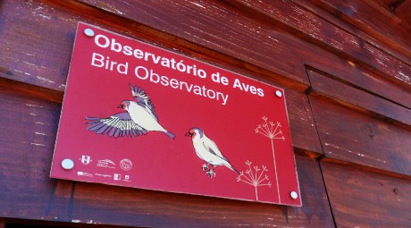 Madeira_ornitology (2)