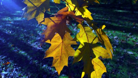podzimní les - dub červený 002