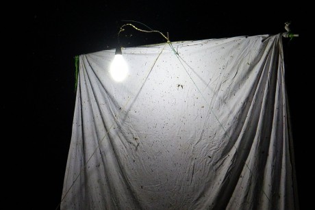 Lednice_noční lov hmyzu (2)