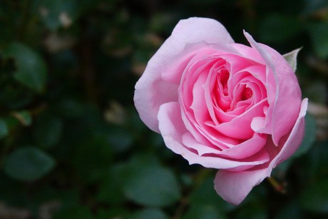 Rosa sp (1)