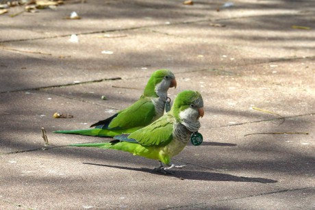 Papoušek mniší (4)
