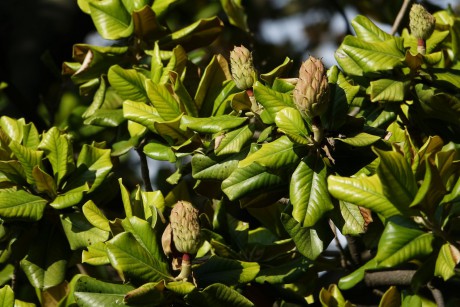 2018_08_13_Francie_Montpellier_magnolie pojmenována po rodáku Pierru Magnolovi