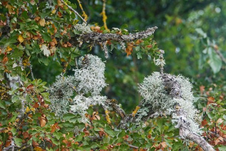 Pukléřka Cetraria sp. na větvích hlohu