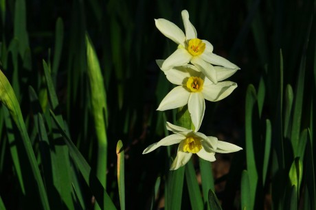 Narcissus tazetta subs. italicus