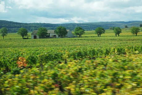 Burgundsko_vinařská oblast_Côte de Nuits (7)