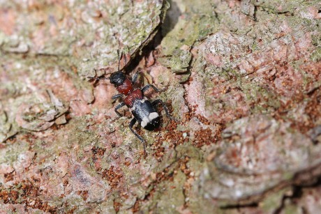 Pestrokrovečník mravenčí (1)