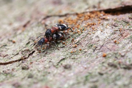 Pestrokrovečník mravenčí (3)