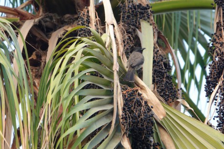 Gíza - ze zahrady hotelu Oasis - Trachycarpus fortunei (2)