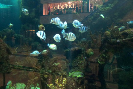 Egypt_z Hurghady do Ain Soukhna_Hurghada - akvárium v Hurghada City Center