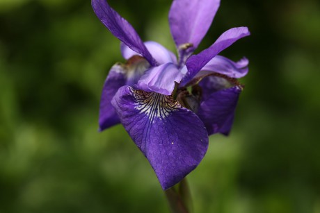 Iris sp.