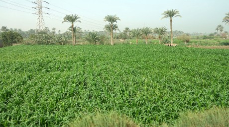 Egypt-zemědělství v údolí Nilu-0003