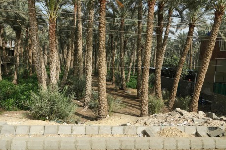 Egypt-zemědělství v údolí Nilu-0007