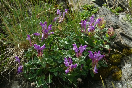 Nacionalni park Prokletije_šišák Scutellaria alpina