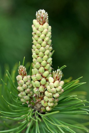Pinus mugo.jpg