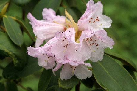 Rhododendron (1).jpg