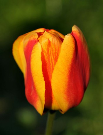 Tulipa ssp. (4).jpg