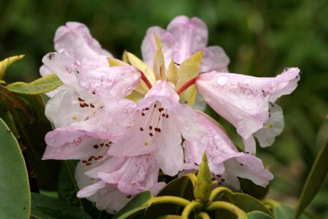 Rhododendron (5).jpg