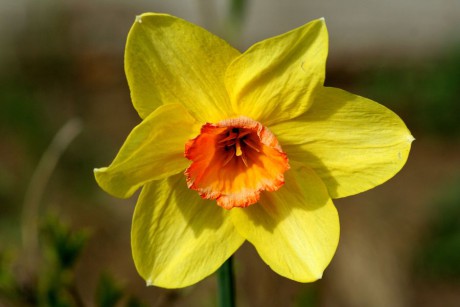 Narcissus ssp. (2).jpg