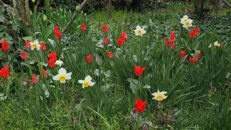 Narcissus sp. a Tulipa sp._arboretum Buda_result