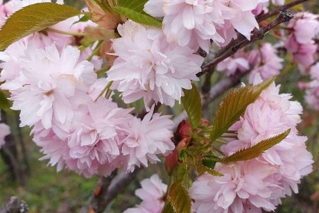Prunus serrulata_arboretum Buda (4)_result