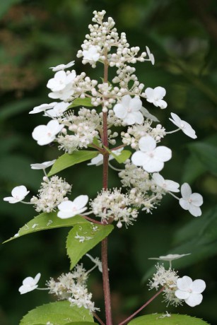 Hortensia ssp..jpg